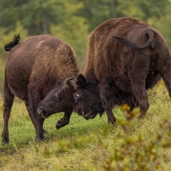 Bison Fight