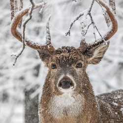 Big Buck Winter