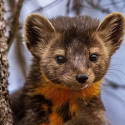 Pine Marten Portrait