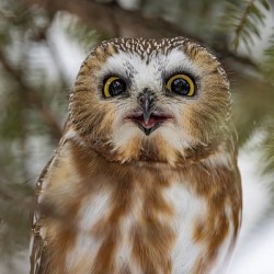 Saw Whet Owl 5