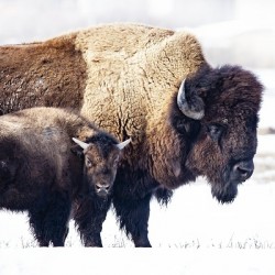 Bison Mom and Cub
