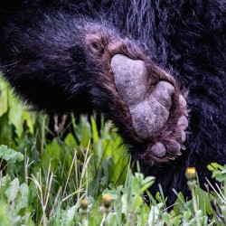 Bear Foot