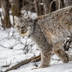 Lynx