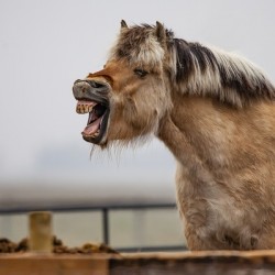 Horse Smile