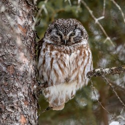 Boreal Owl 2