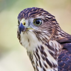 Coopers Hawk