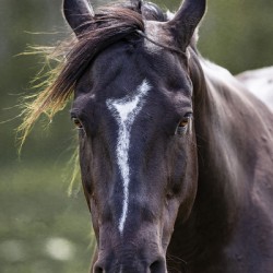 Horse Portrait