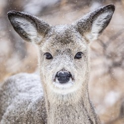 Cute Deer
