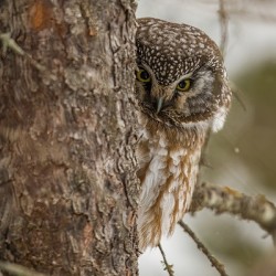 Boreal Owl Peekaboo