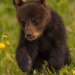 Black Bear Cub