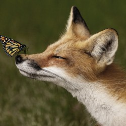 Red Fox with Butterfly