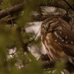 Saw Whet Owl 2