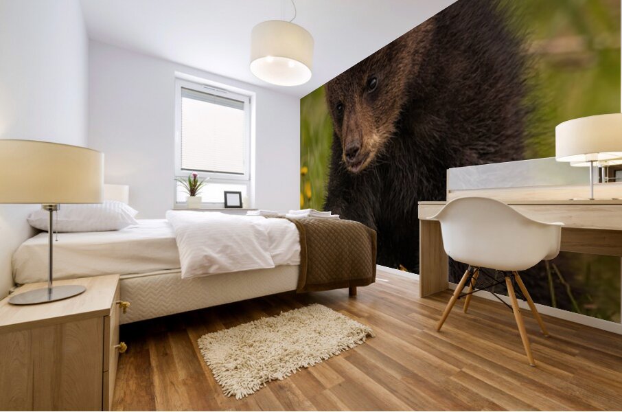 Black Bear Cub Mural print