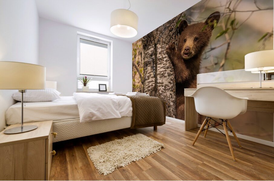 Black Bear Cub 3 Mural print