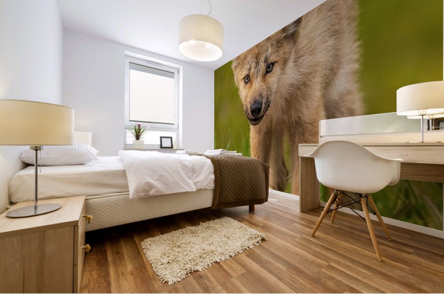 Wolf Pup 2 Mural print