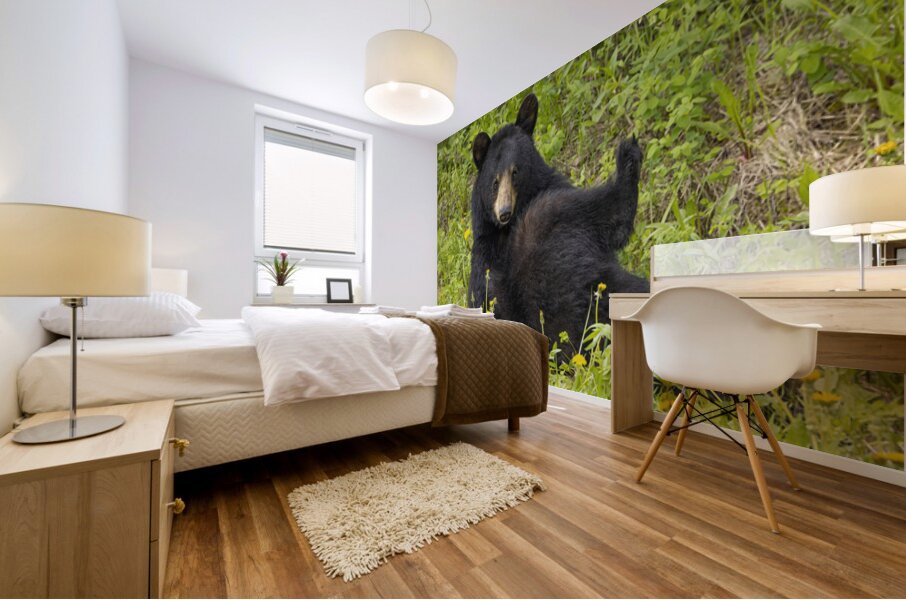 Black Bear Relax  Mural print