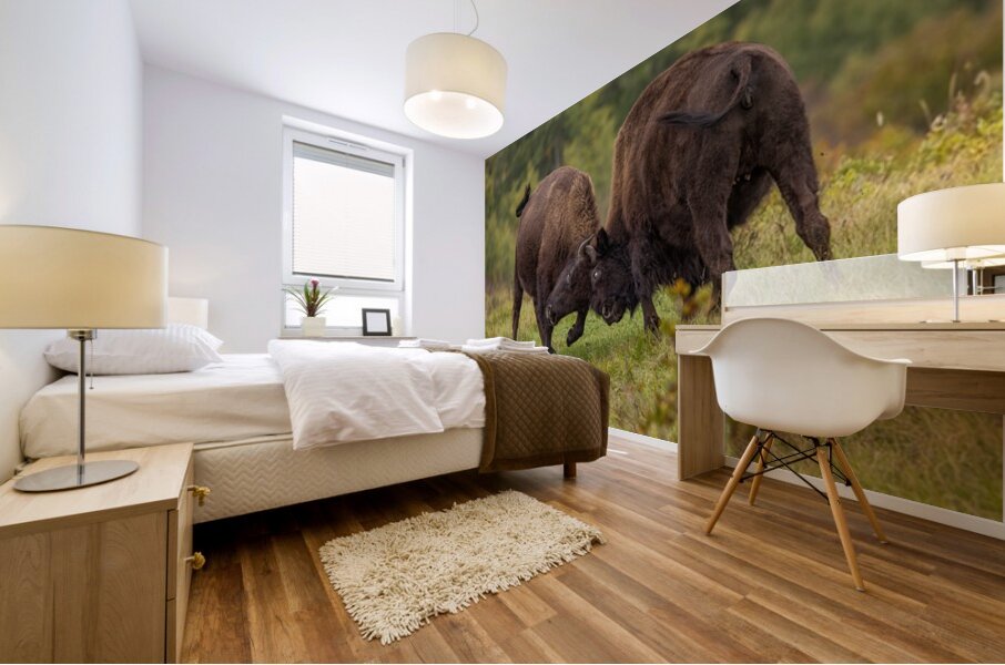 Bison Fight Mural print