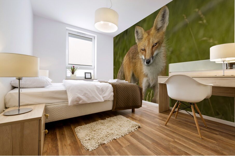 Red Fox Mural print