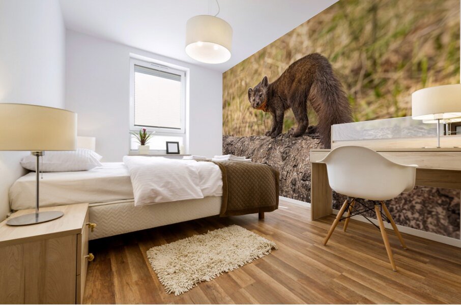 Pine Marten 2 Mural print