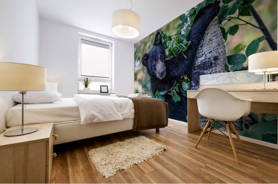 Black Bear Cub 5 Mural print