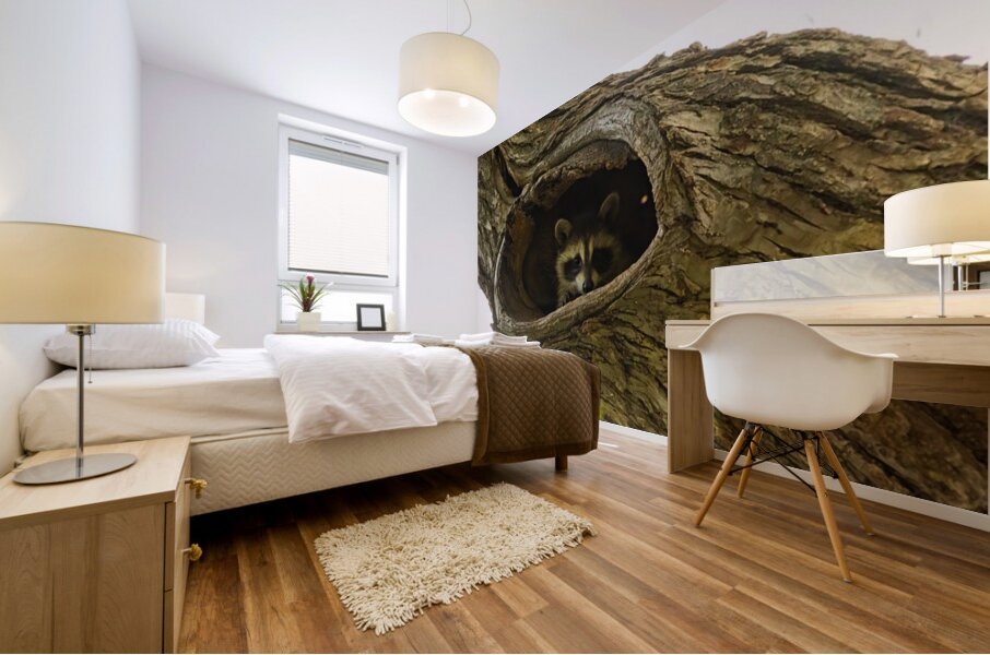 Racoon Mural print