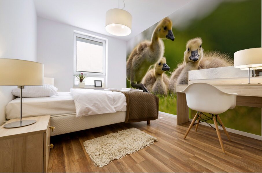 Goslings Mural print