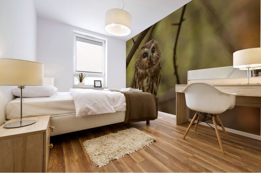 Saw Whet Owl 2 Mural print