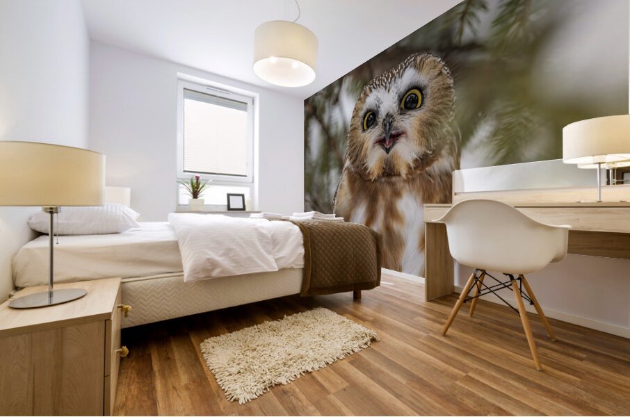 Saw Whet Owl 5 Mural print