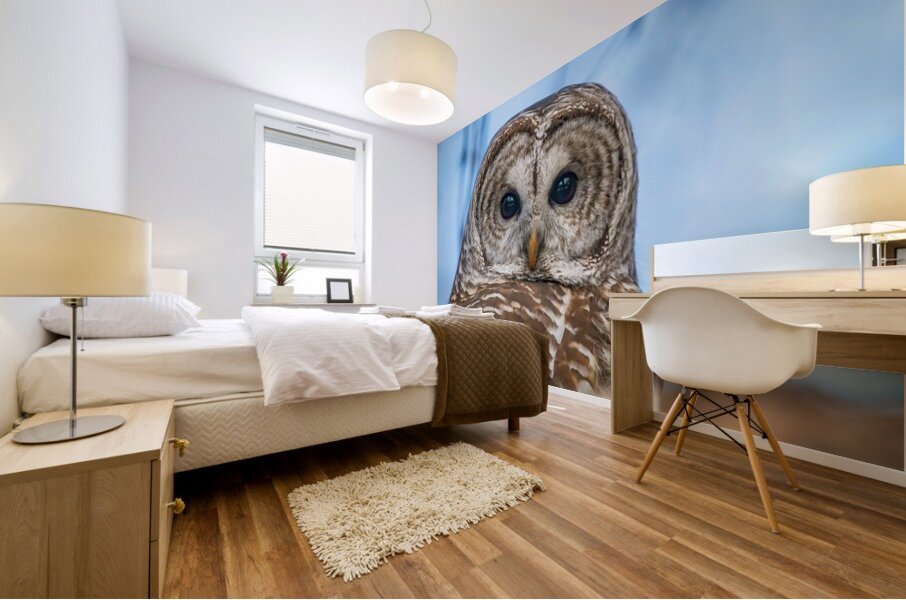 Barred Owl 3 Mural print