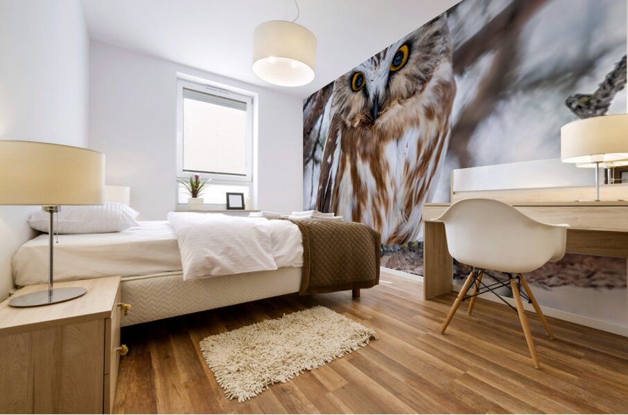 Saw Whet Owl 6 Mural print