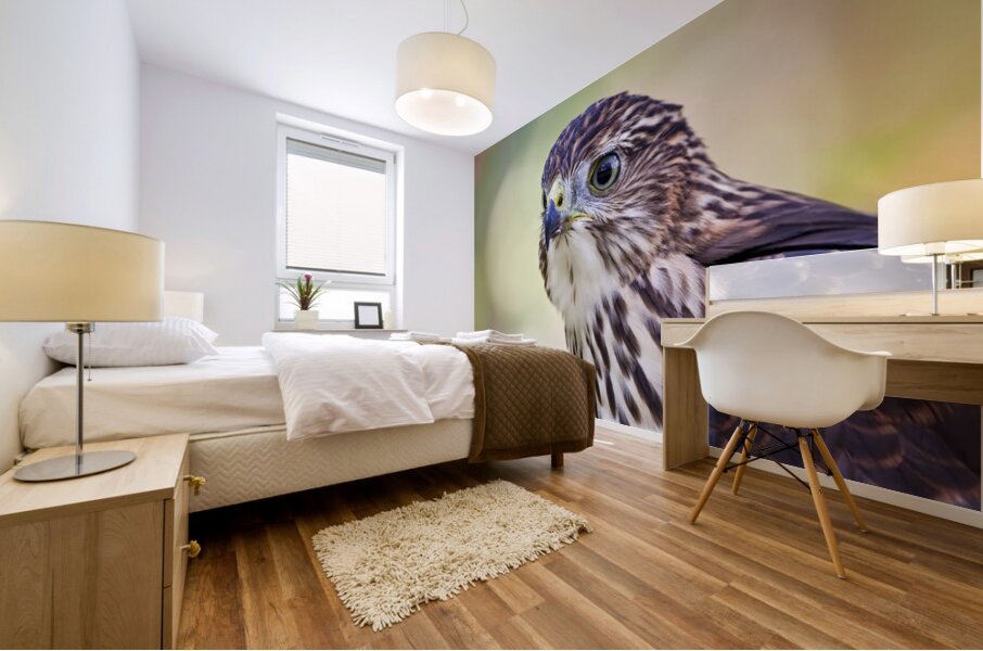 Coopers Hawk Mural print