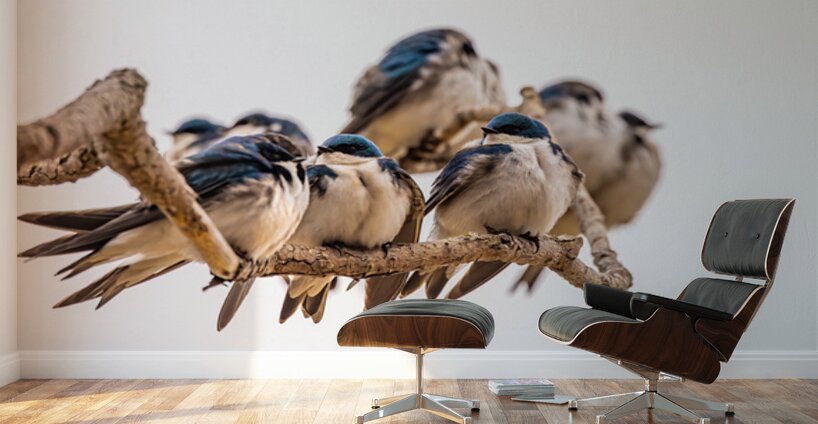 Gathering Wall Murals