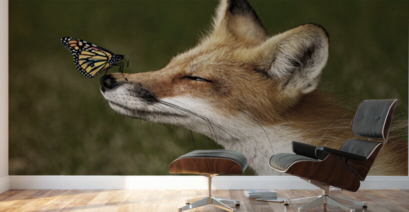 Red Fox with Butterfly Wall Murals