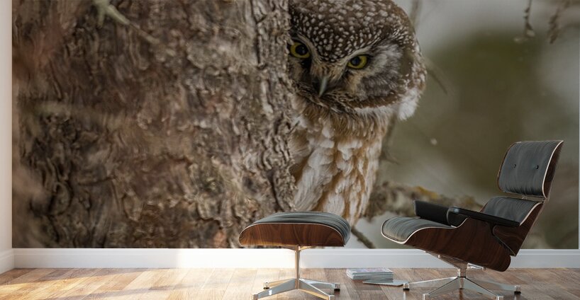 Boreal Owl Peekaboo Wall Murals