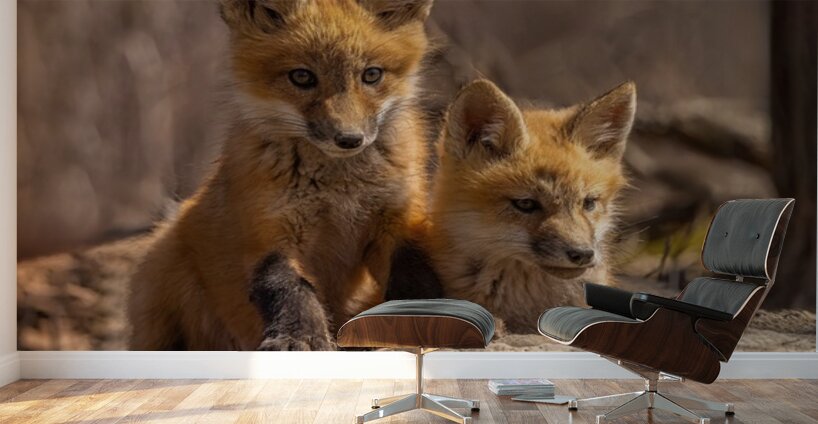 Red Fox Kits Wall Murals