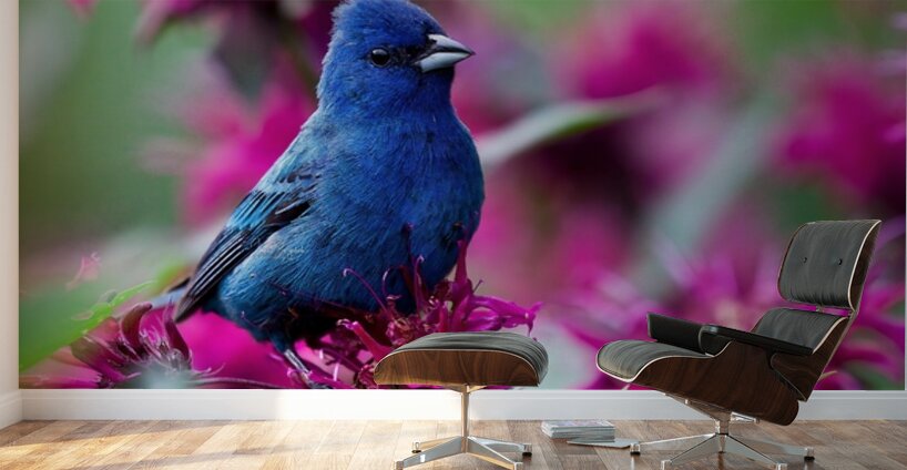 Indigo Bunting Wall Murals
