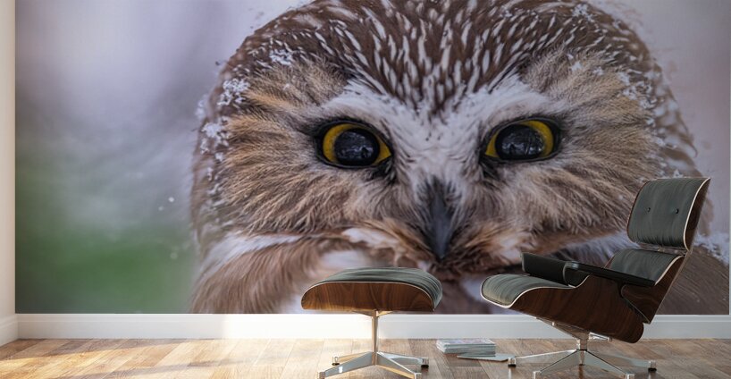 Saw Whet Owl Wall Murals