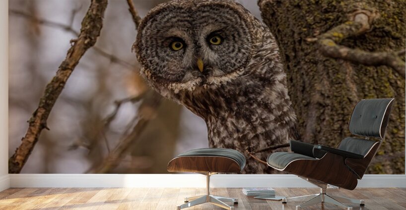 GGO 5 Peekaboo Wall Murals