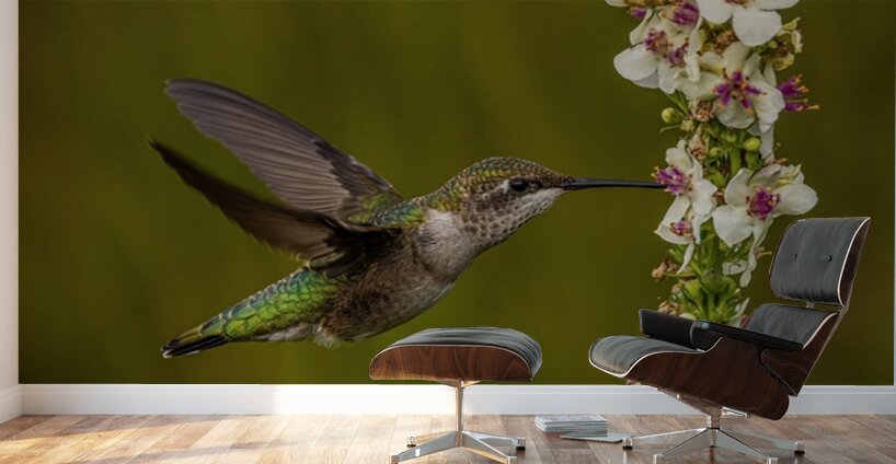 Hummingbird Wall Murals