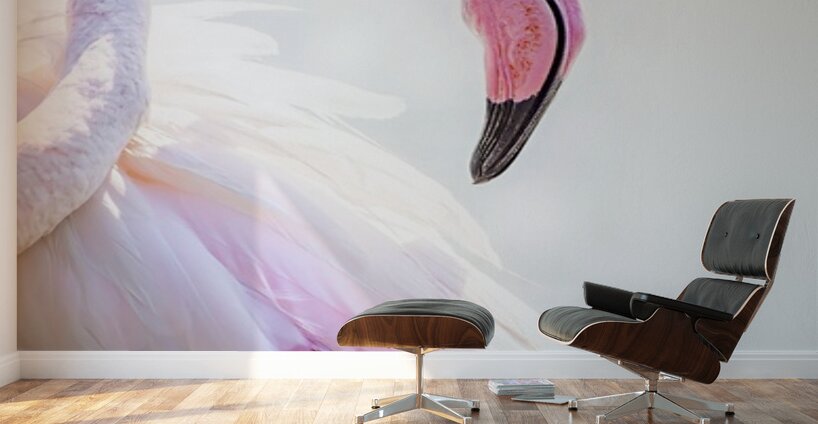 Wild Pink Flamingo Wall Murals