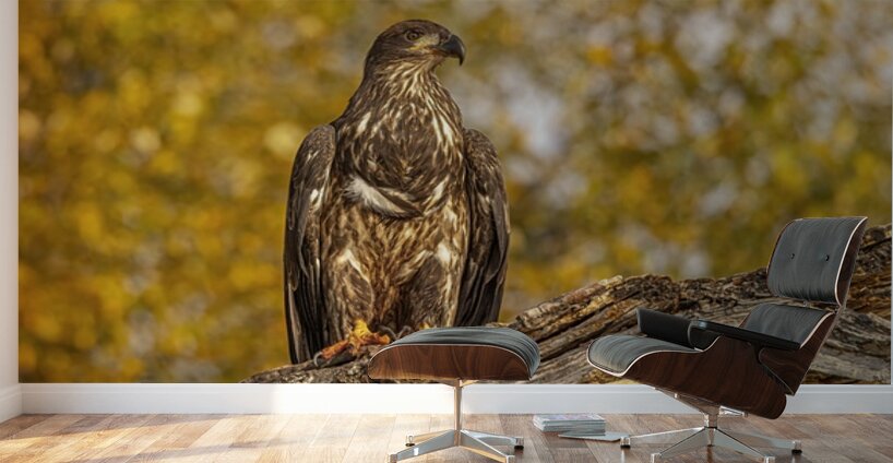 Bald Eagle Fall Time Wall Murals