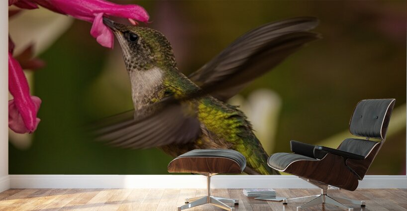 Hummingbird 2 Wall Murals