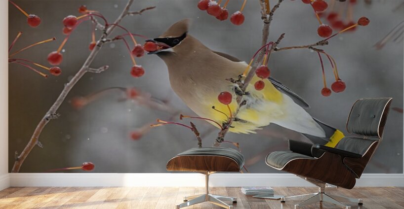 Waxwing Wall Murals