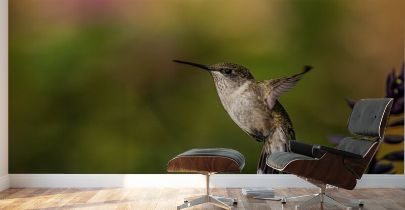 Hummingbird 3 Wall Murals