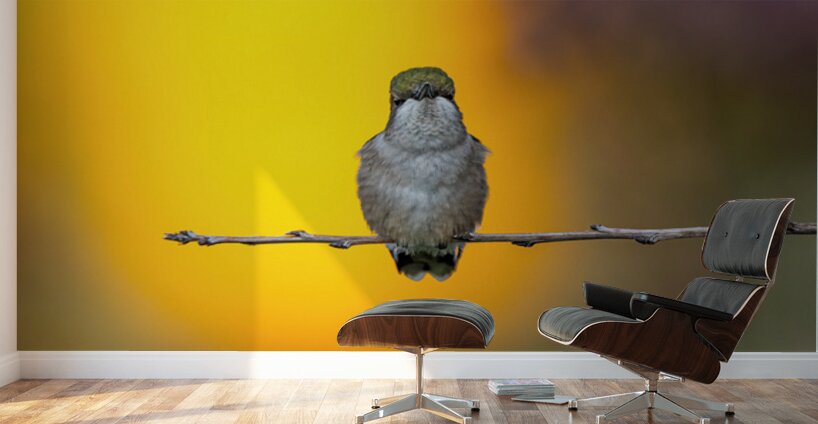Hummingbird 4 Wall Murals