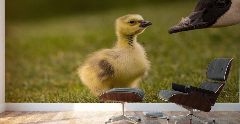 Gosling Story Wall Murals