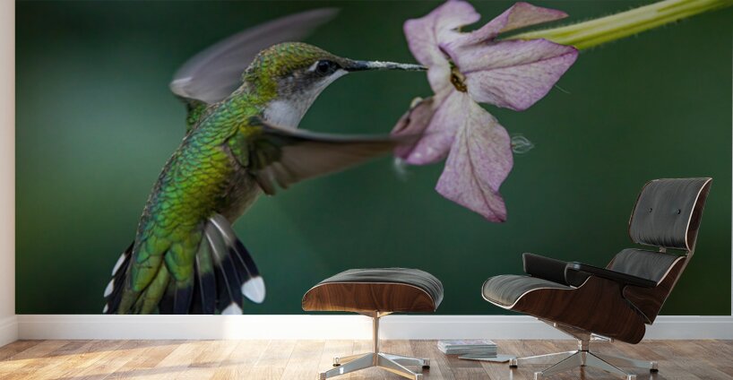 Hummingbird 5 Wall Murals
