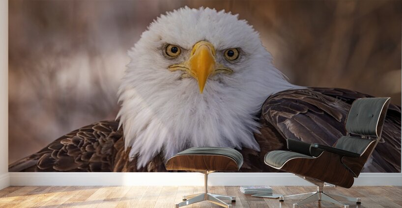 Bald Eagle Portrait Wall Murals