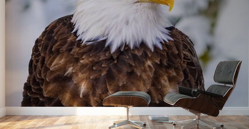 Bald Eagle Winter Wall Murals