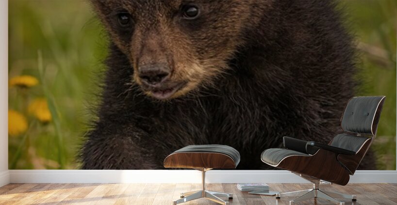 Black Bear Cub Wall Murals